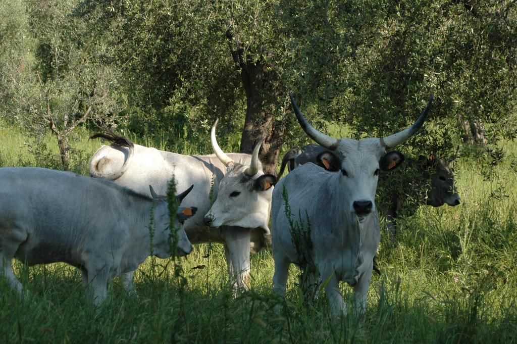 Agriturismo Bio Le Macchie Alte مانشانو المظهر الخارجي الصورة