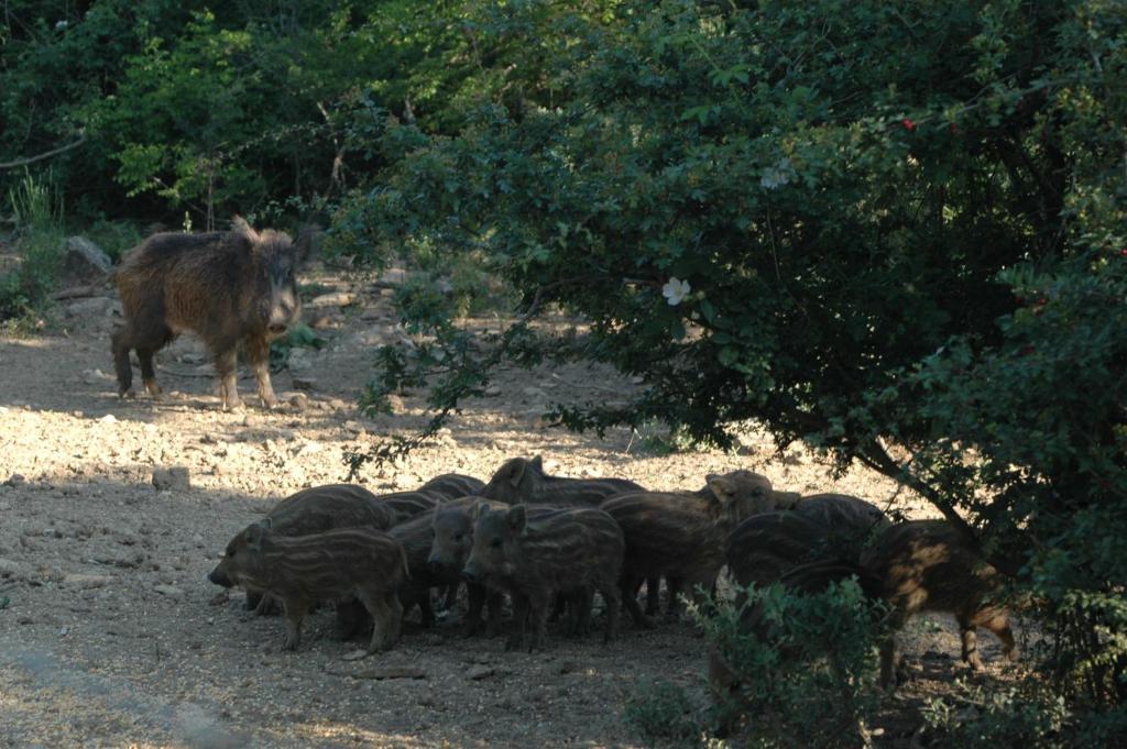 Agriturismo Bio Le Macchie Alte مانشانو المظهر الخارجي الصورة